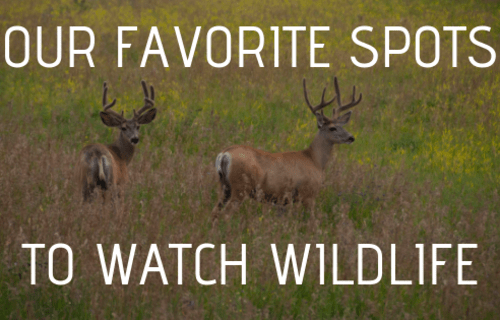 Our Favorite Spots to Watch Wildlife