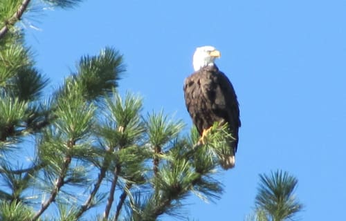 6 Top Birding Spots near Lassen Park