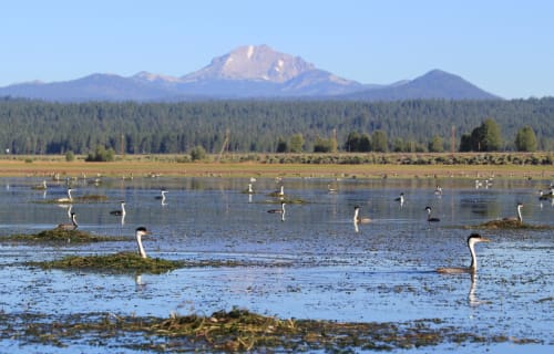 2nd Annual Grebe Festival Lake Almanor