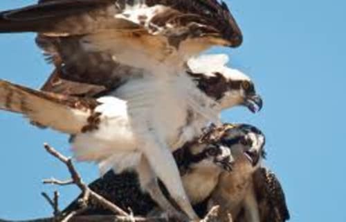 Learn about the Amazing Birds of Lassen Volcanic National Park