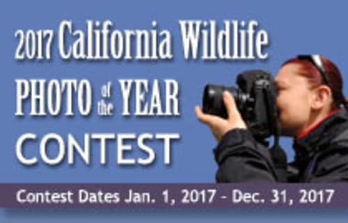 California Watchable Wildlife Photography Contest 2017