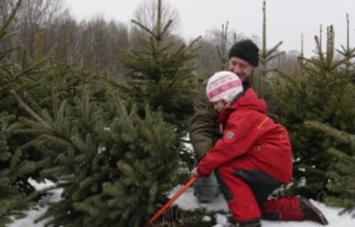 Cutting your Christmas Tree in Northern California