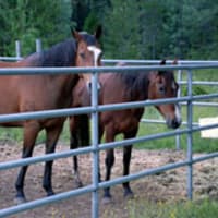 Horse corrals at St. Bernard Lodge