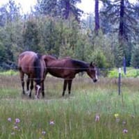 Horses at St. Bernard Lodge