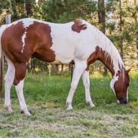 paint horse grazing