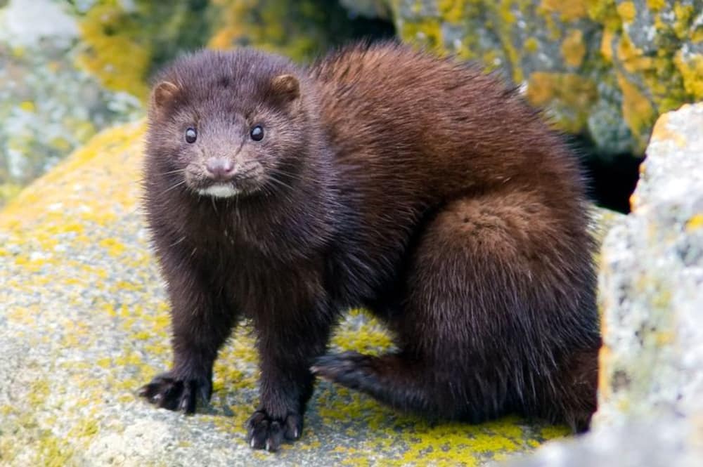 American Mink The Lodge On Little St Simons Island Blog