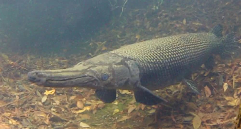 Alligator Gar The Lodge On Little St Simons Island Blog