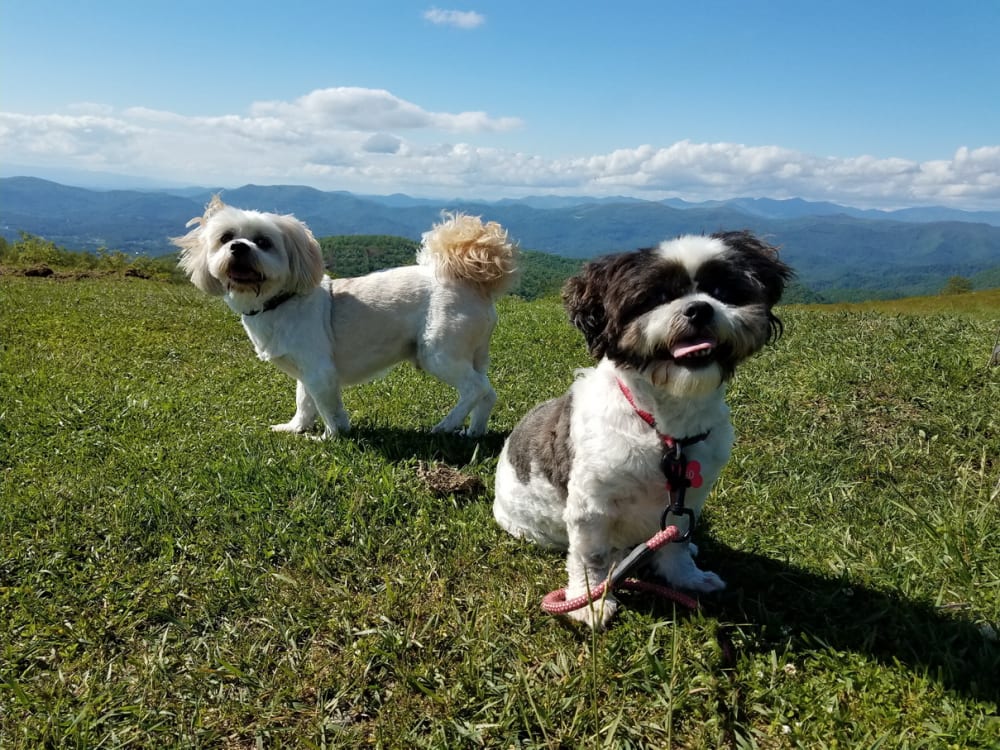 A Dog's Blog: A Day of Hiking at Bearwallow Mountain