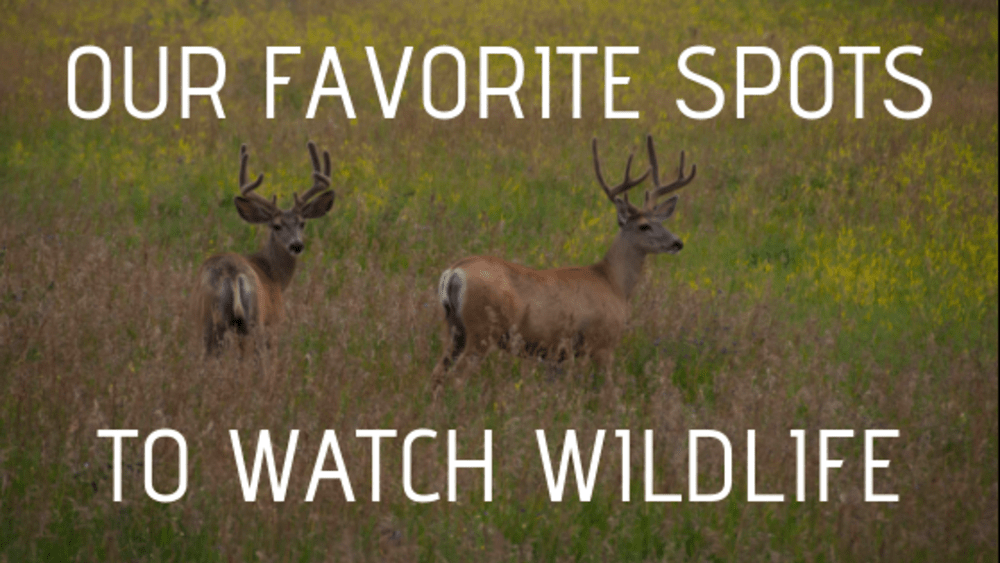 Our Favorite Spots to Watch Wildlife