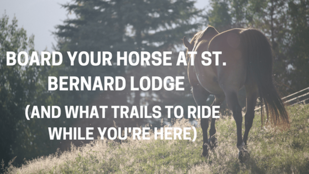 Board Your Horse at St. Bernard Lodge (And What Trails to Ride While You're Here)