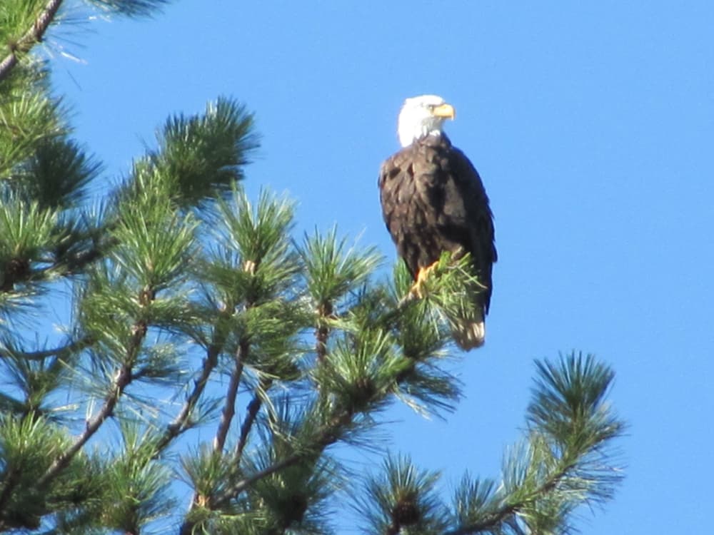 6 Top Birding Spots near Lassen Park