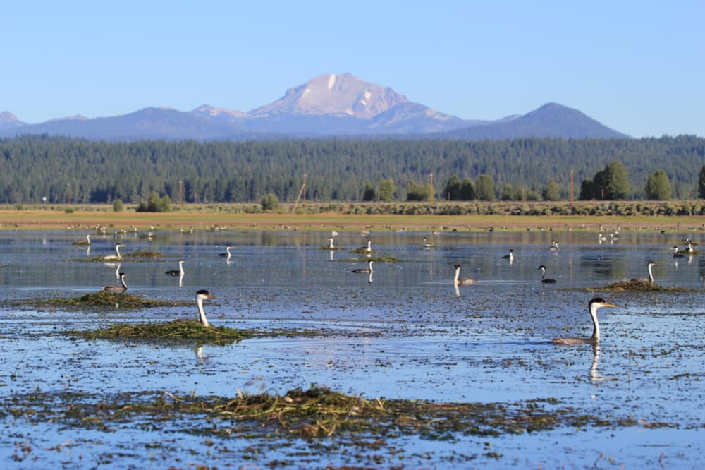 2nd Annual Grebe Festival Lake Almanor