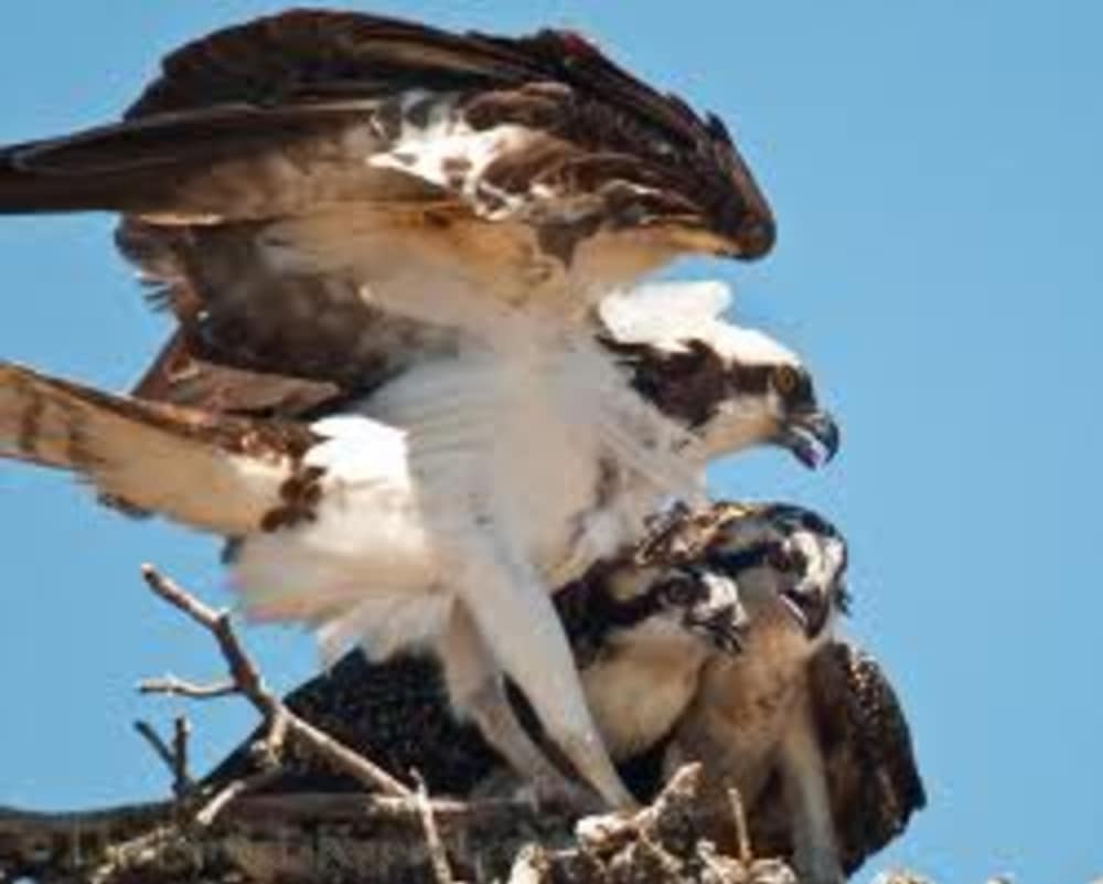 Learn about the Amazing Birds of Lassen Volcanic National Park