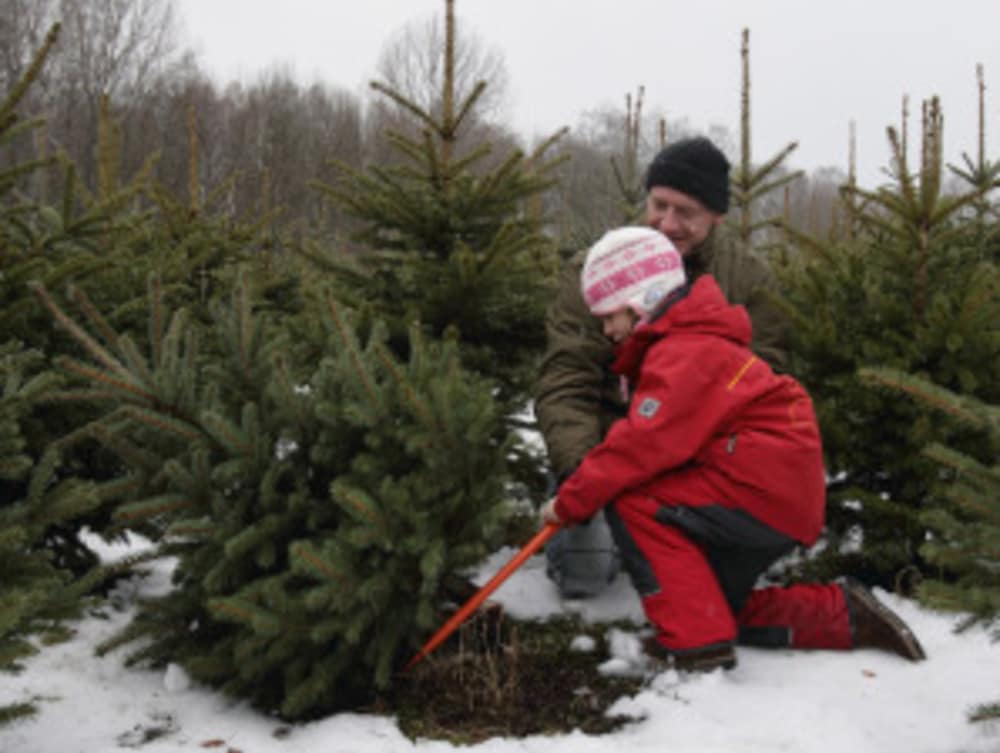 Cutting your Christmas Tree in Northern California