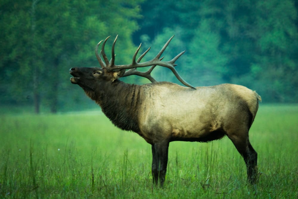 Smoky Mountain Elk Festival Brookside Mountain Mist Inn & Cottages blog