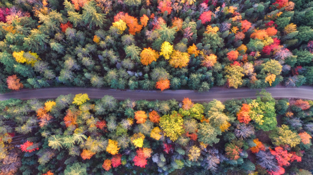 Best Leaf Peeping In The Hudson Valley 2017 Inn At Stony Creek Blog