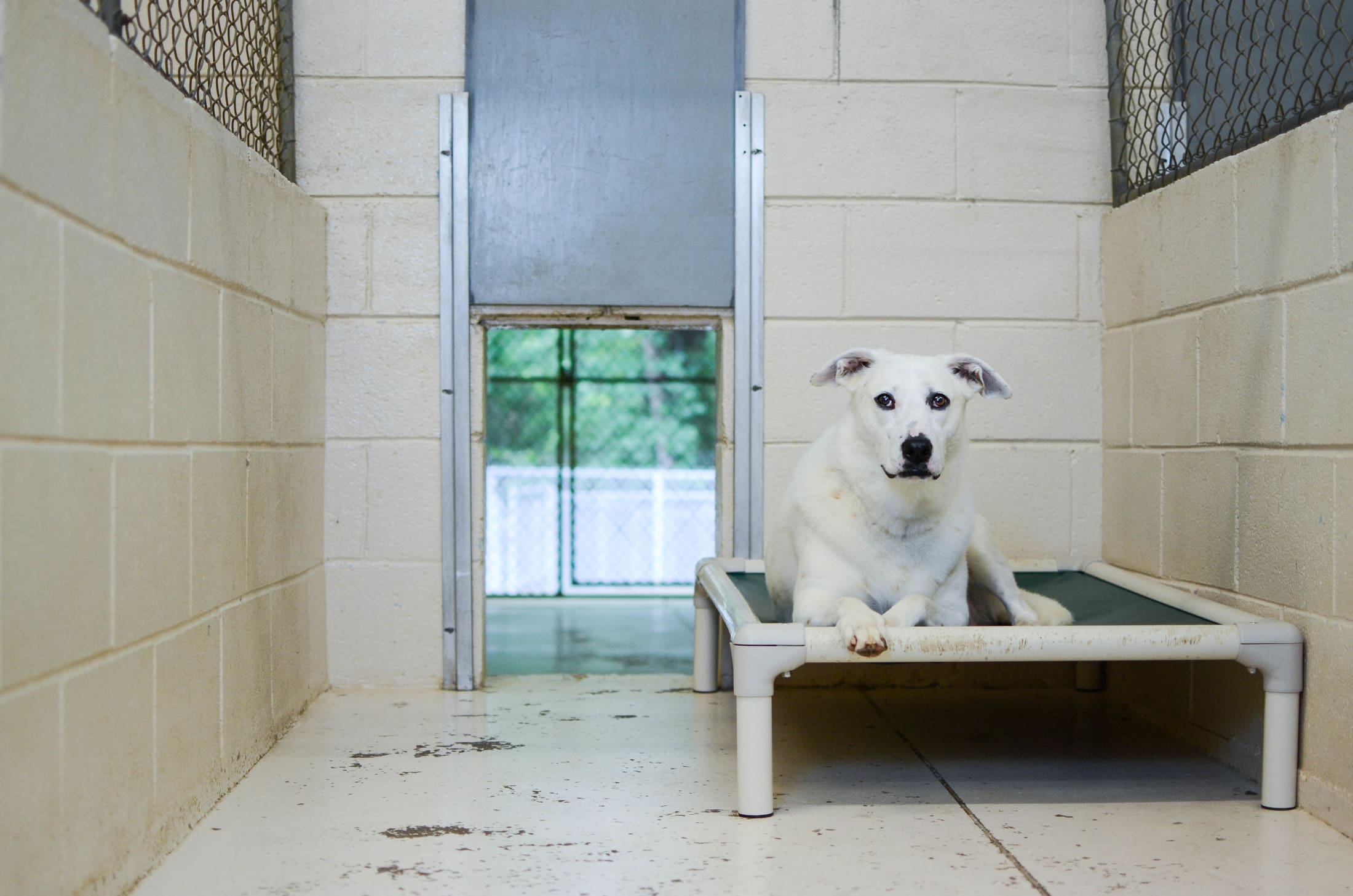 Kennesaw GA Dog/Pet Boarding Creekside Pet Hotel