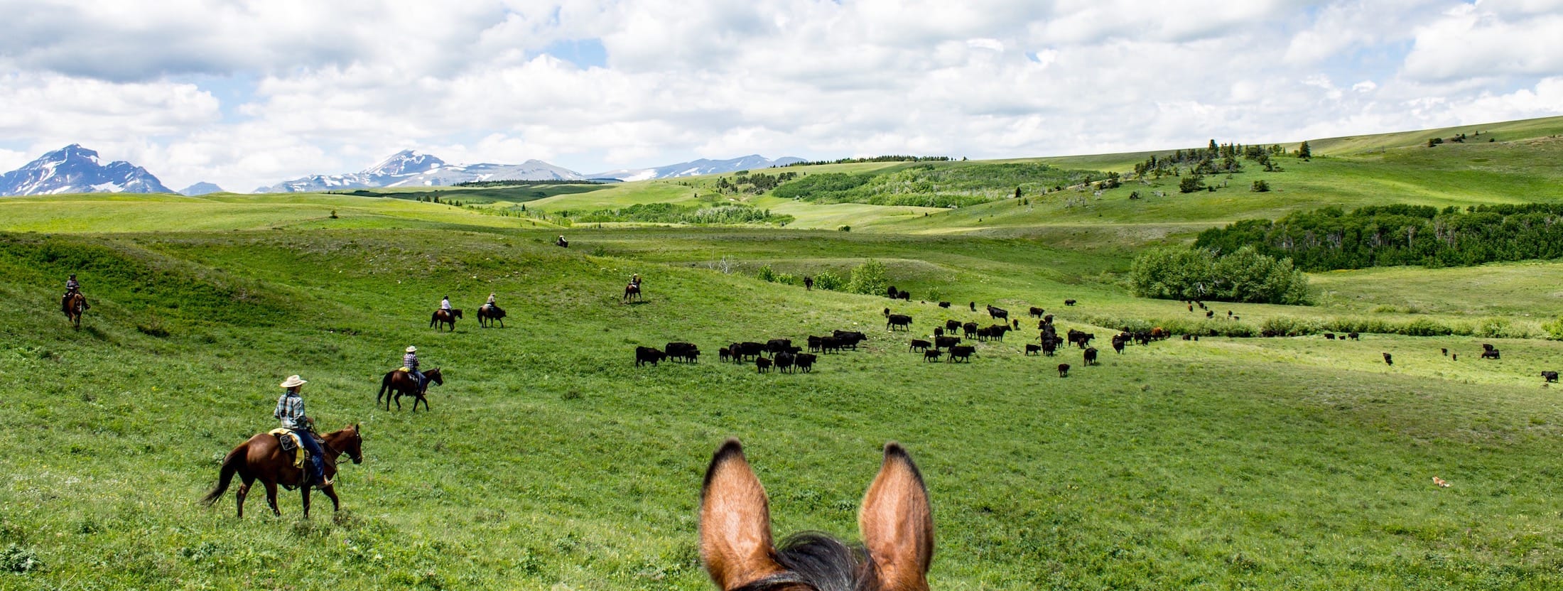 clinton-ranch-home-to-montana-s-largest-herd-of-highland-cattle